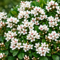 Rhaphiolepis Snow Maiden