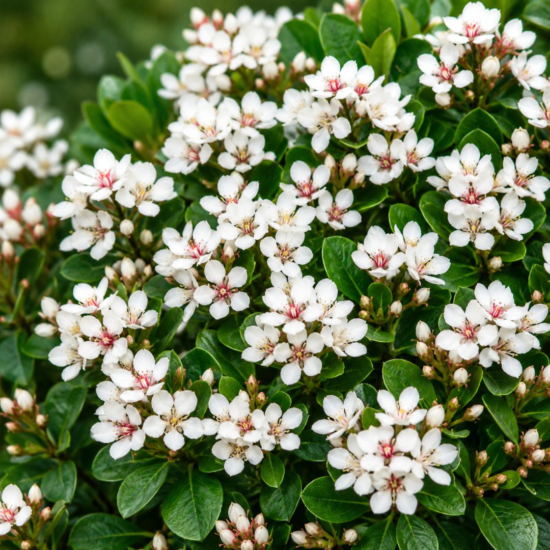 Rhaphiolepis Snow Maiden