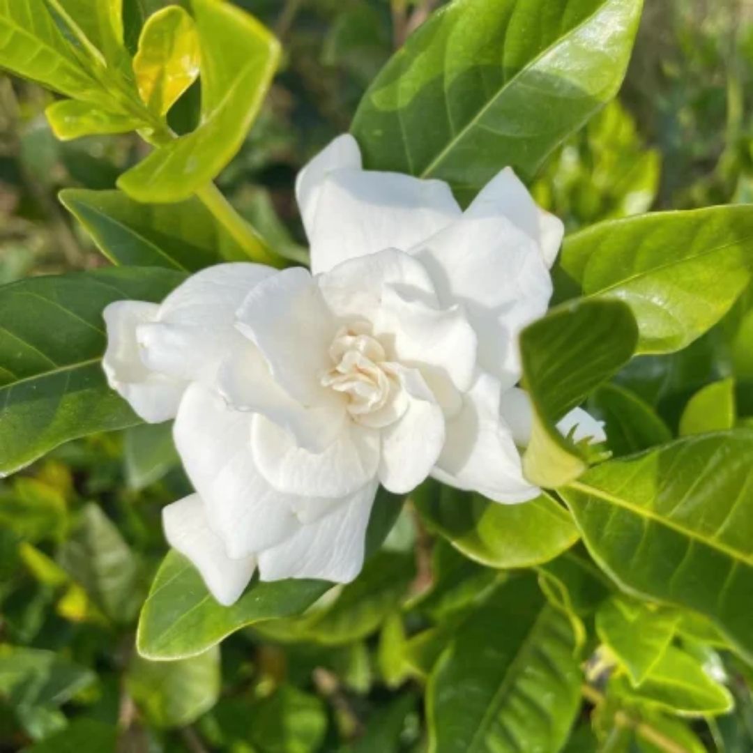 Gardenia Florida