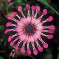 Osteospermum Power Packed Spider Pink 140mm