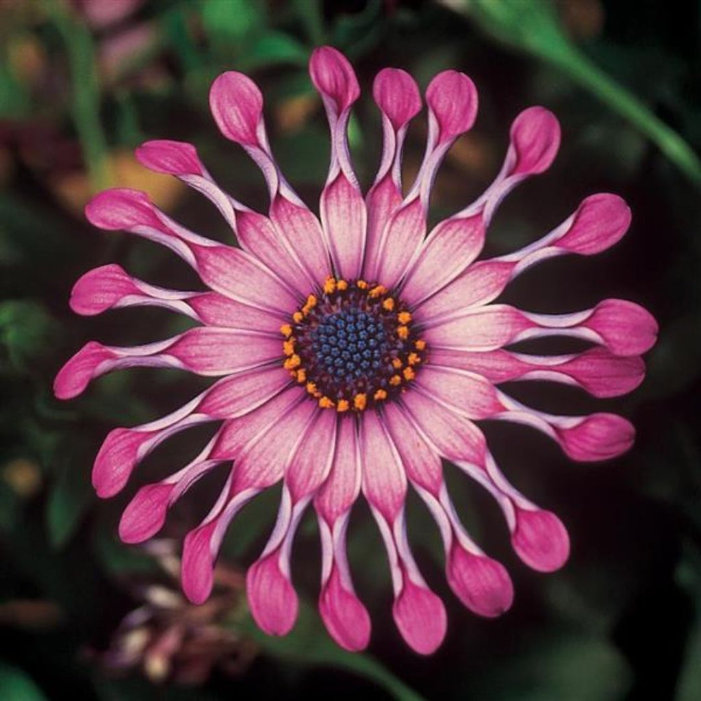 Osteospermum Power Packed Spider Pink 140mm