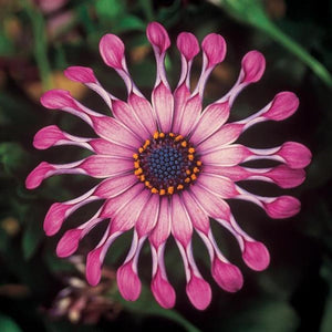 Osteospermum Power Packed Spider Pink 140mm