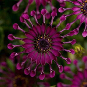 Osteospermum Power Packed Spider Purple 140mm