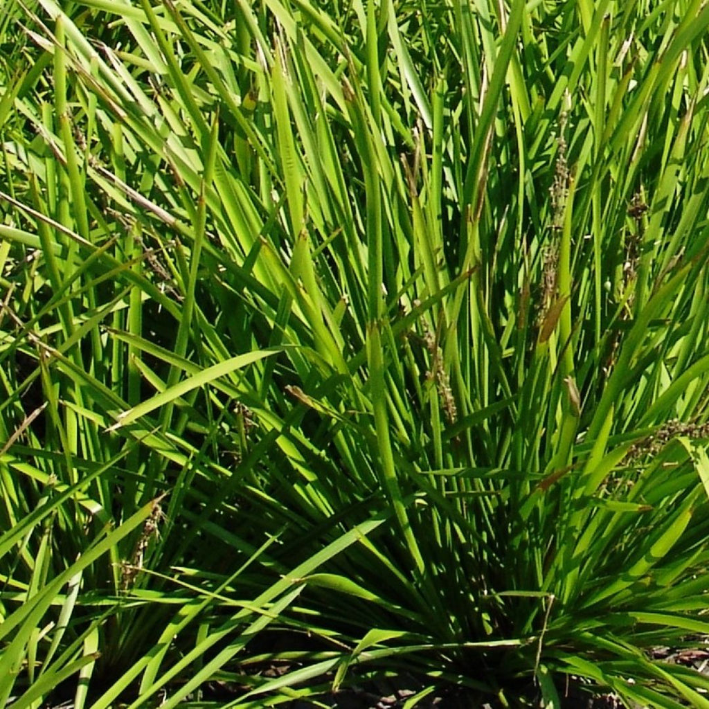 Lomandra Katrinus 140mm