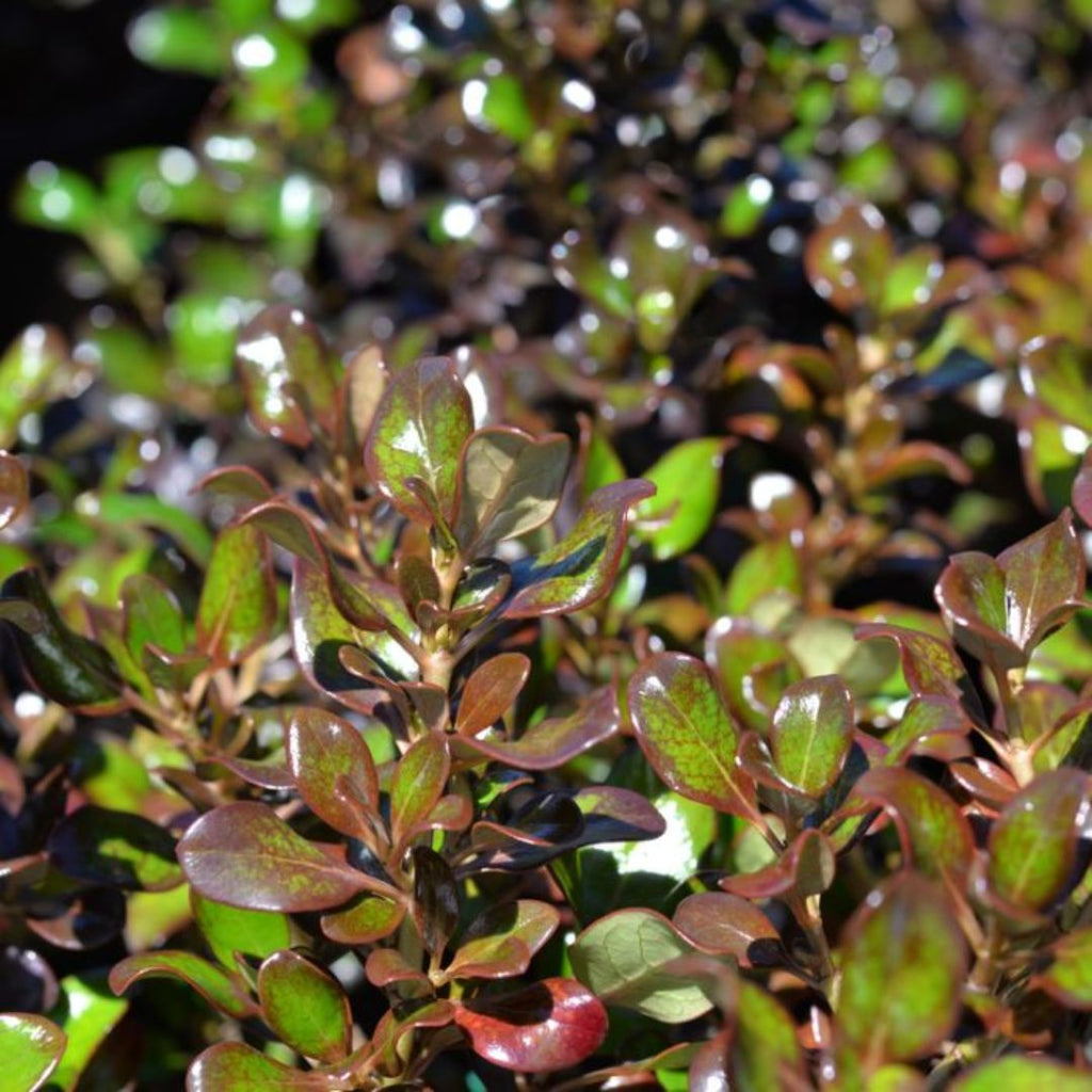 Coprosma Karo Red 140mm