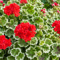 Geranium Ice Queen 140mm