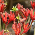 Anigozanthus Bush Inferno 140mm