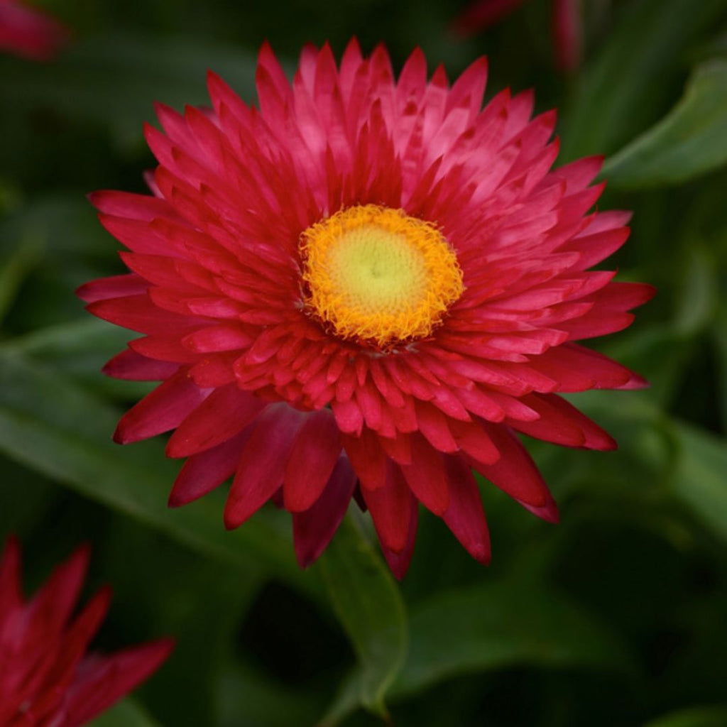 Bracteantha Mojave Purple Red 140mm