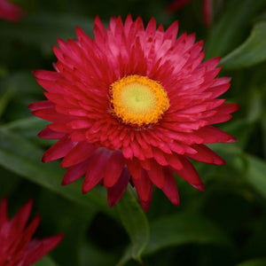 Bracteantha Mojave Purple Red 140mm