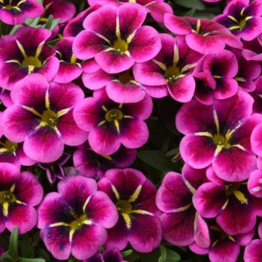 Calibrachoa Goodnight Kiss 140mm
