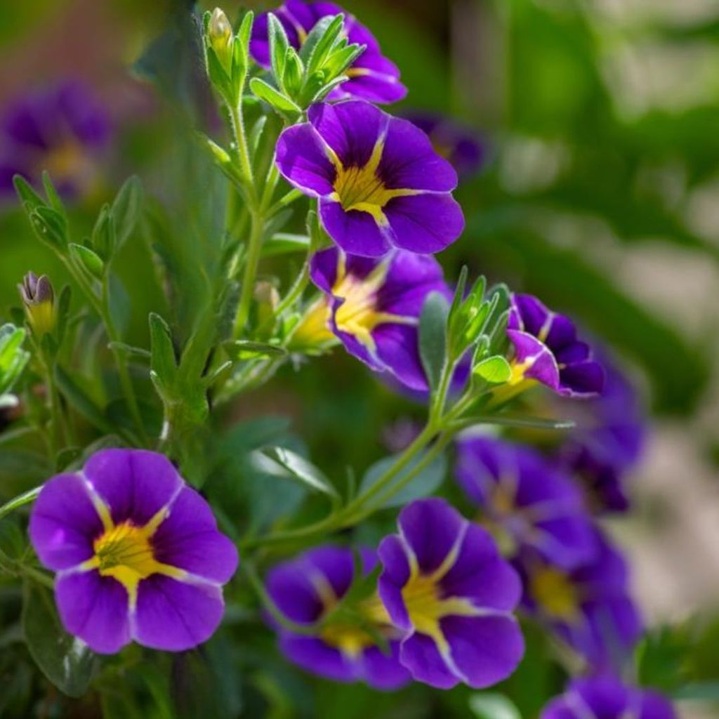 Calibrachoa Midnight Kiss 140mm