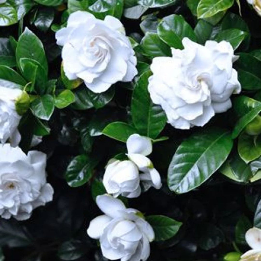 Gardenia Florida 300mm
