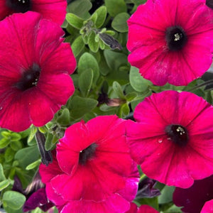 Petunia Supercal Bordeaux 140mm