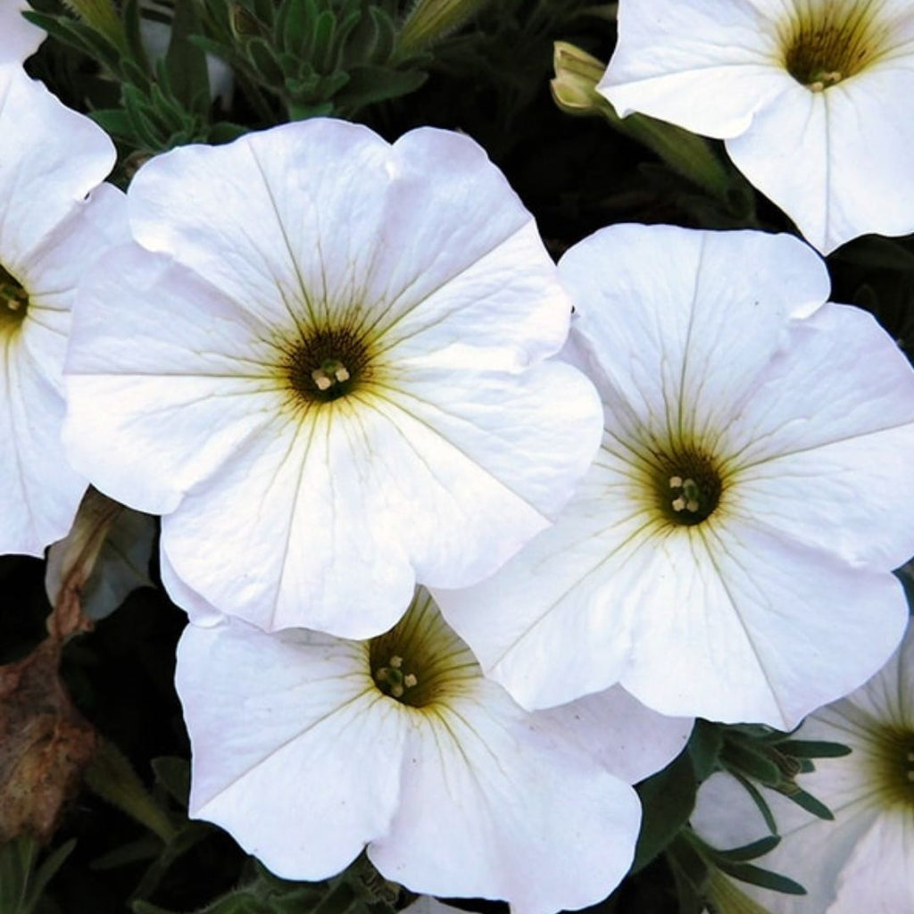 Petunia Supercal Pearl White 140mm