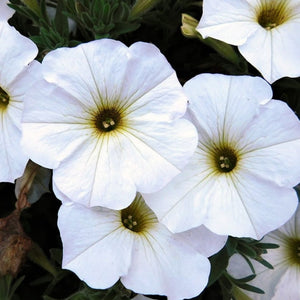 Petunia Supercal Pearl White 140mm