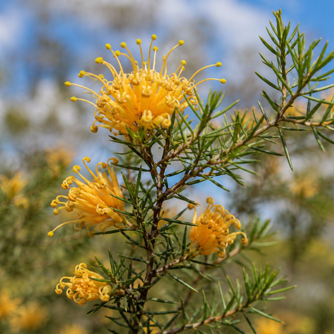 Grevillea Sun Kissed 140mm
