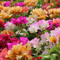 Bougainvillea Glabra Assorted
