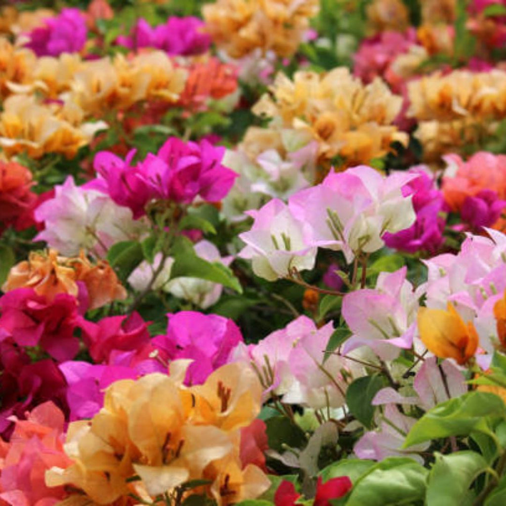 Bougainvillea Glabra Assorted