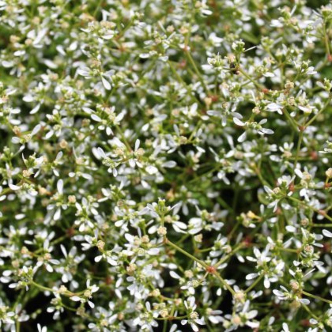 Euphorbia Stardust White Sparkles 140mm