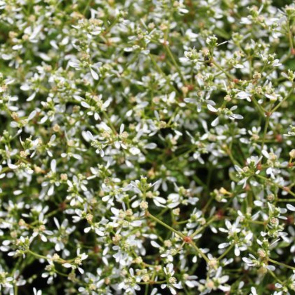 Euphorbia Stardust White Sparkles 140mm