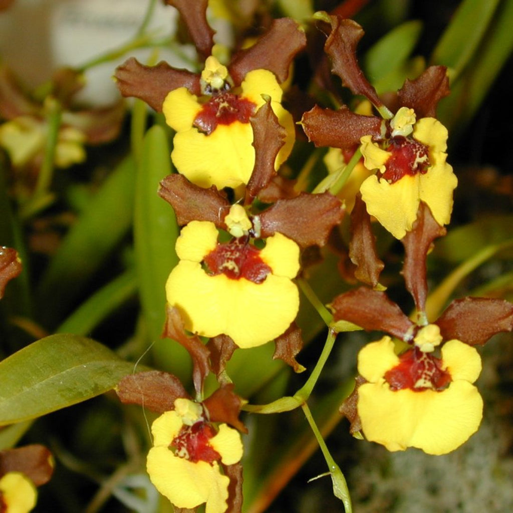 Oncidium Croesus Orchid