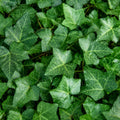 Ivy Hedera Helix 130mm