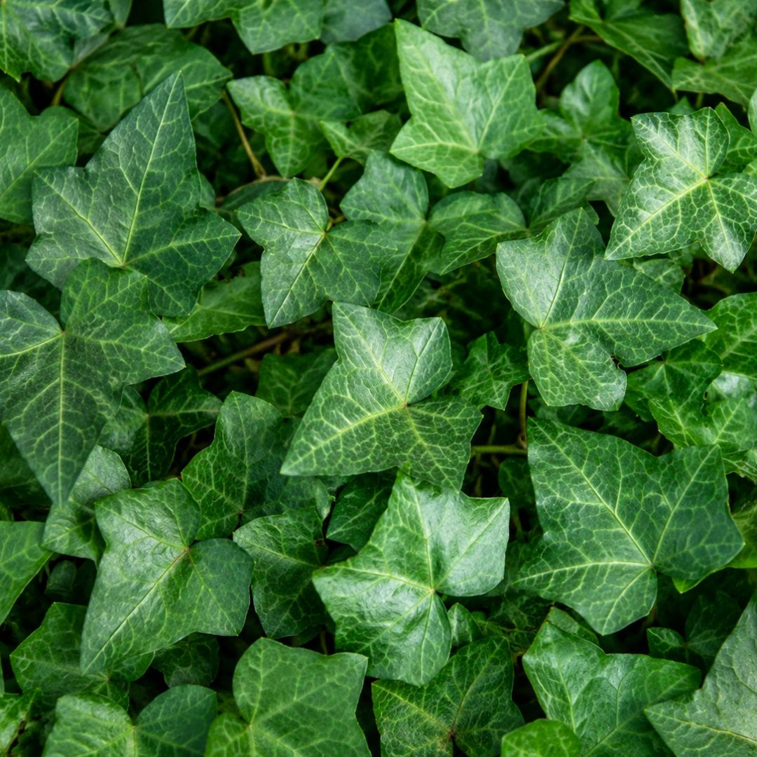 Ivy Hedera Helix 130mm