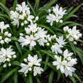 Agapanthus Agapetite 140mm
