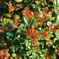 Syzygium Resilience Tc