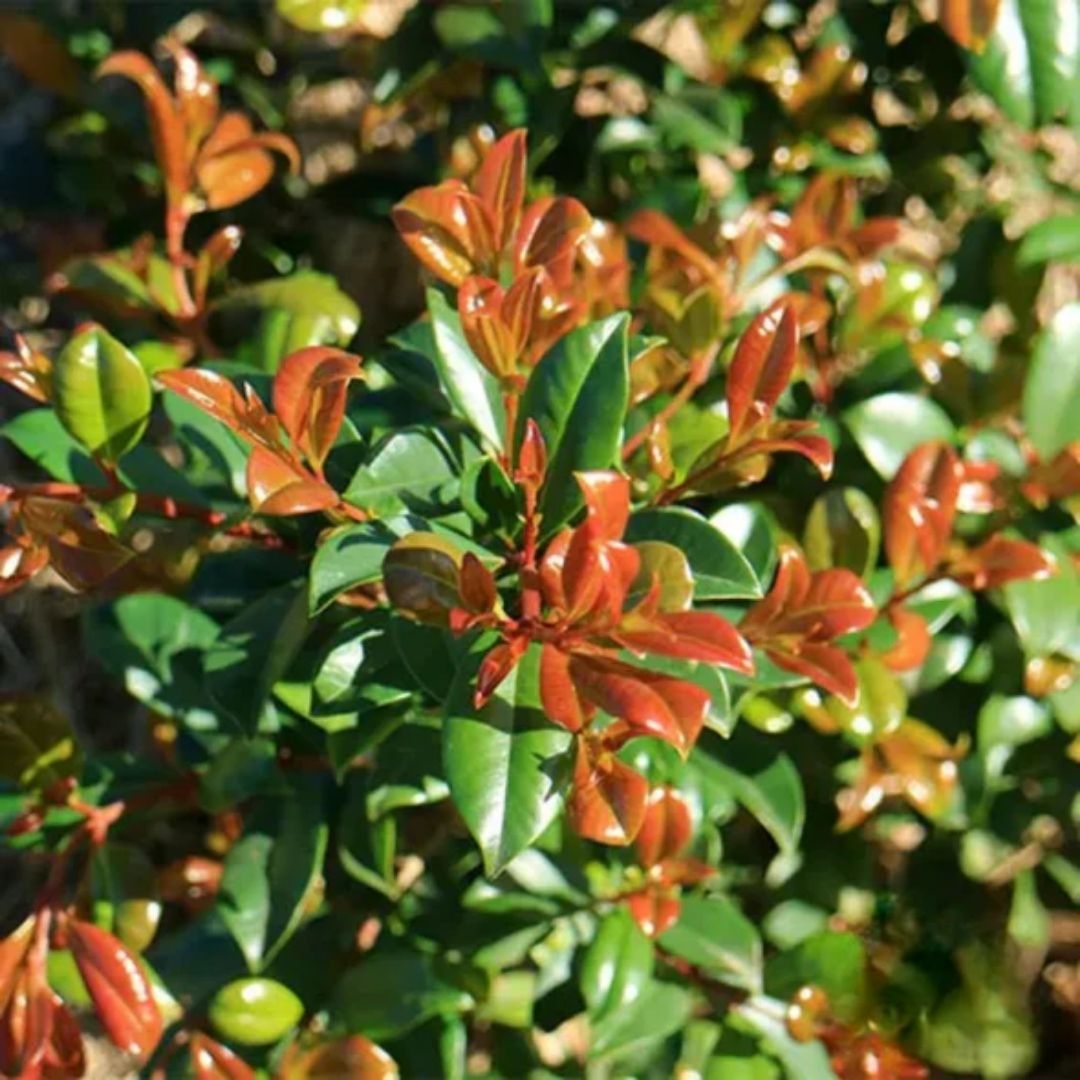 Syzygium Resilience Tc
