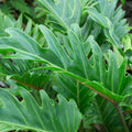 Philodendron Xanadu