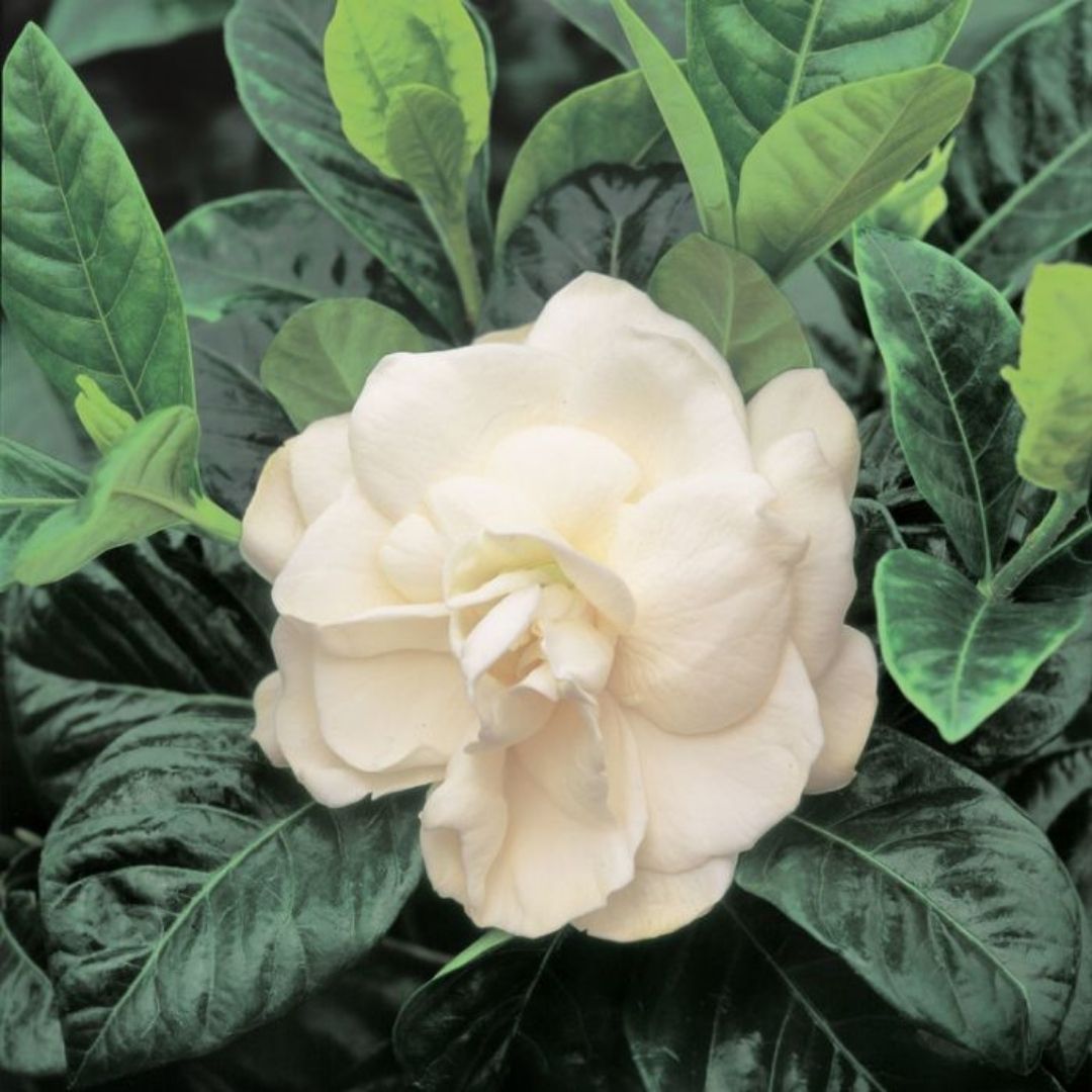 Gardenia Magnifica