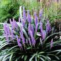 Liriope Evergreen Giant