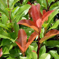 Photinia Red Robin