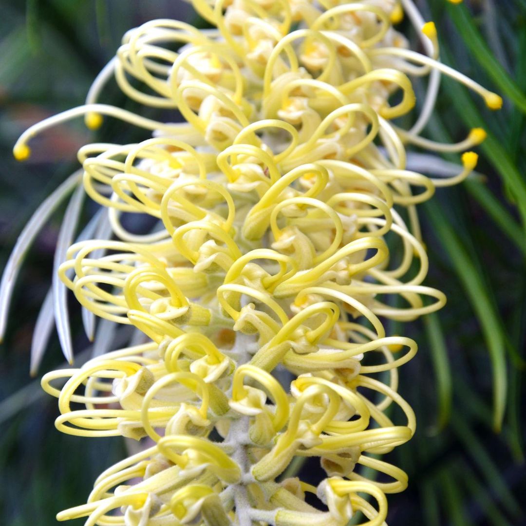 Grevillea Bush Lemons 200mm