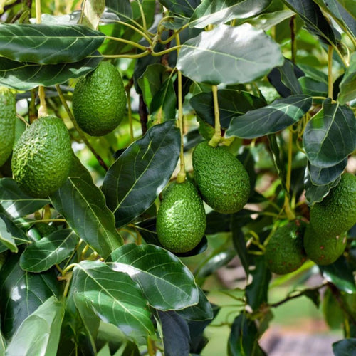 Avocado Hass 5l