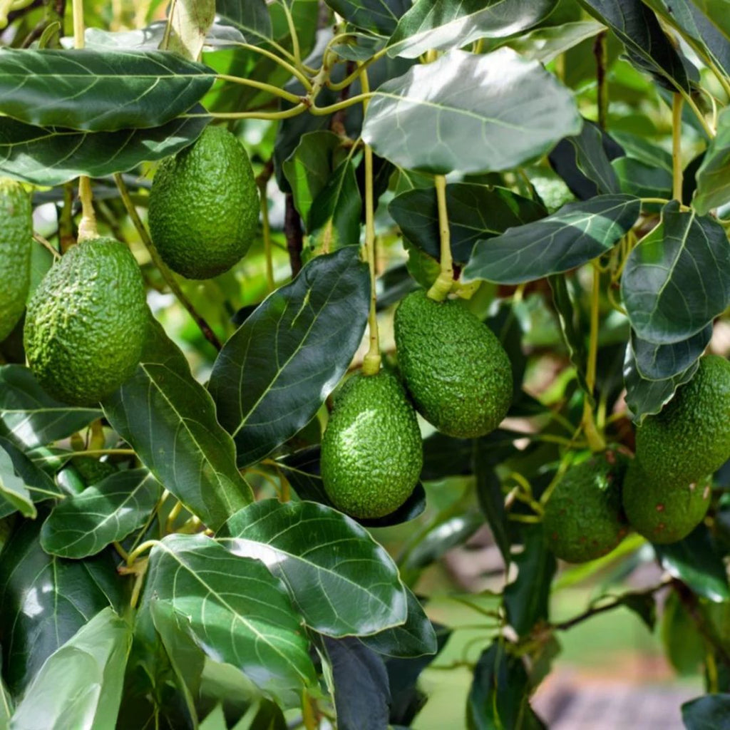 Avocado Hass 5l