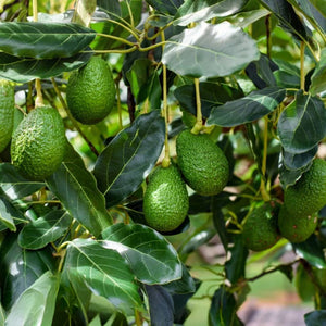 Avocado Hass 5l