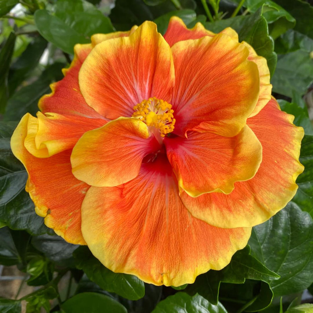 Hibiscus Double Apollo 140mm