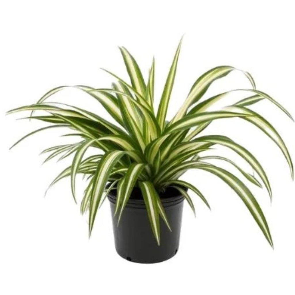 Chlorophytum Ribbon Plant 175hb