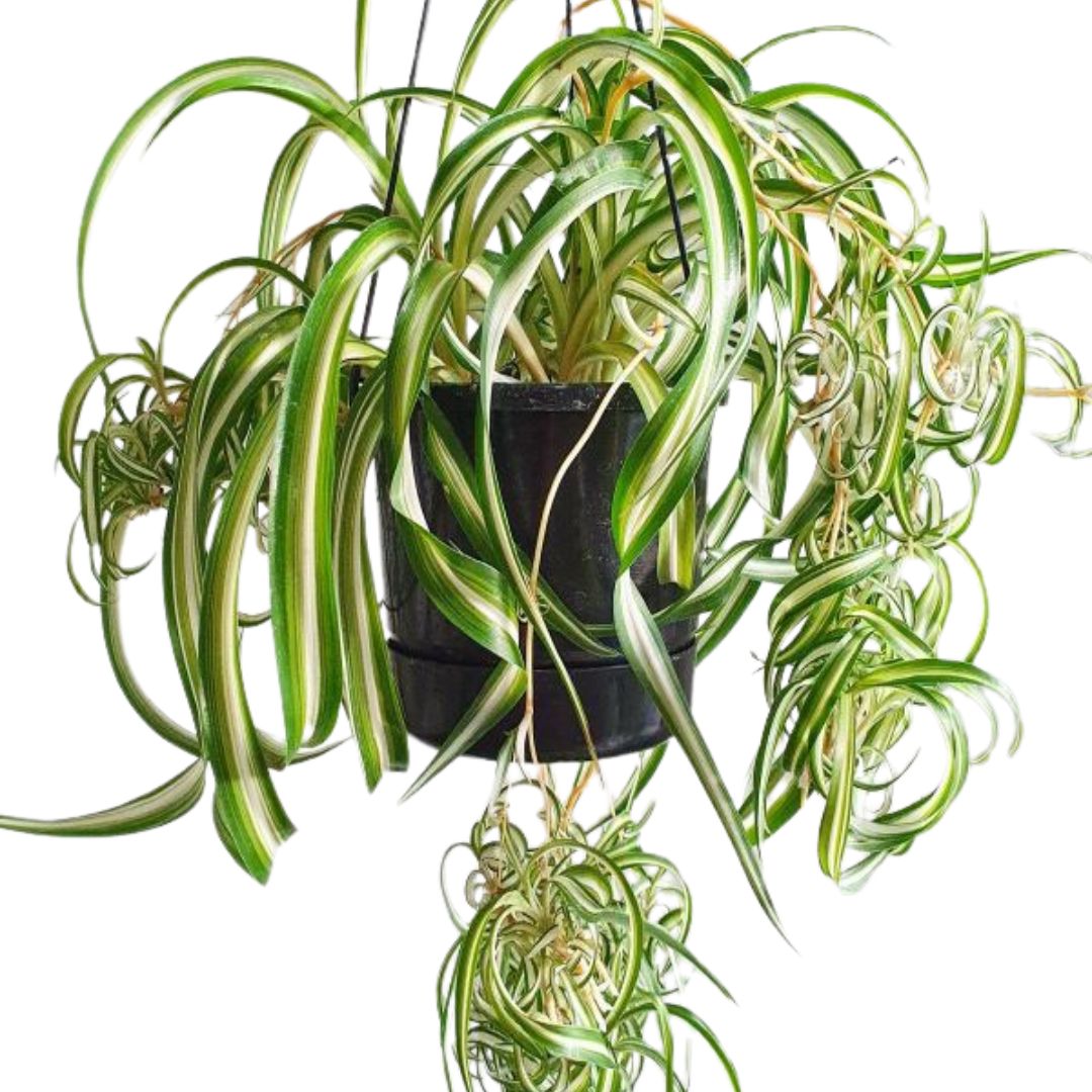 Chlorophytum Bonnie 130mm