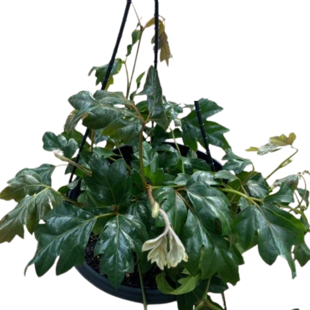 Cissus Ellen Danica 130mm