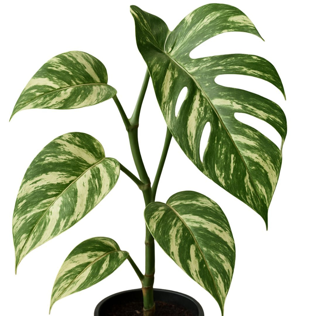 Epipremnum Pinnatum Variegated 175hb