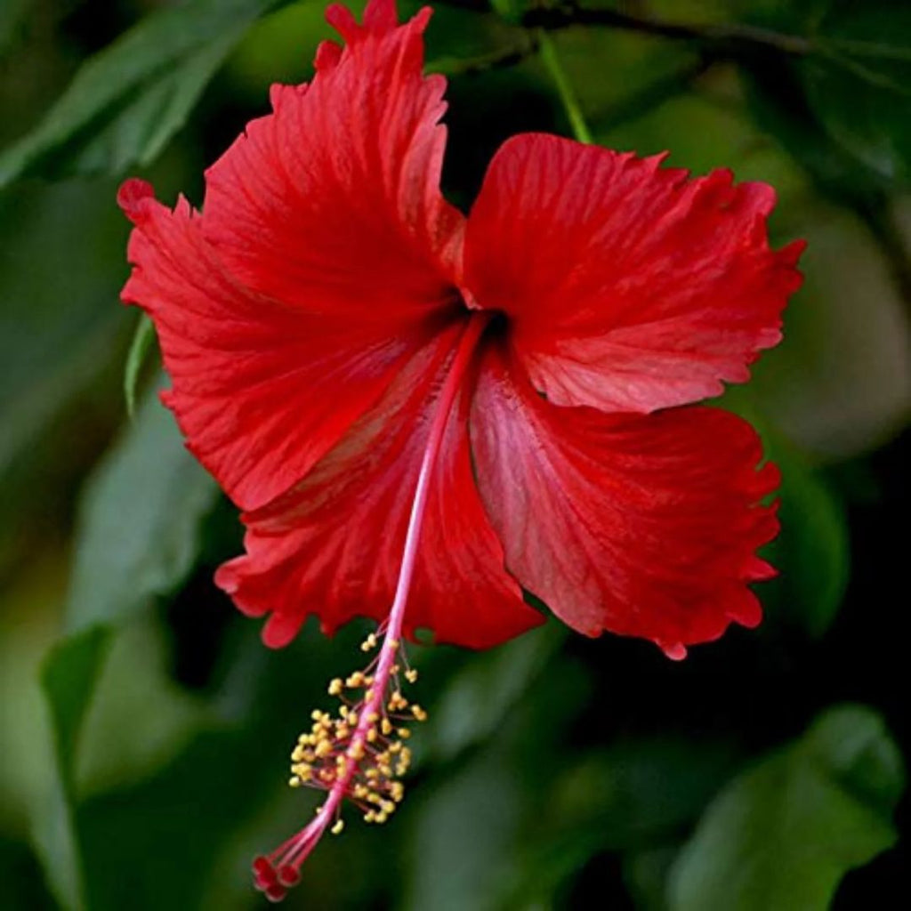 Hibiscus Fantasy Cherry Red 140mm