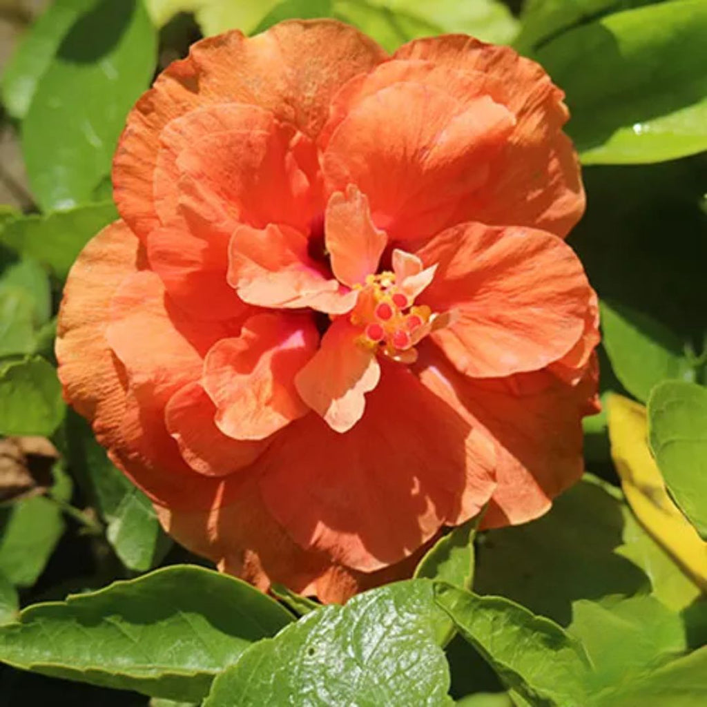 Hibiscus Adonicus Double Orange 140mm