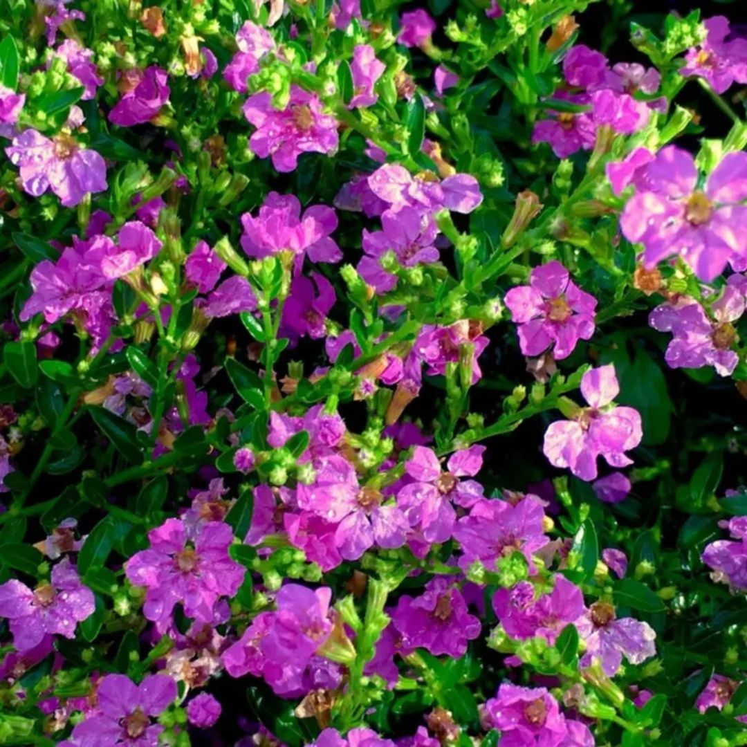 Cuphea Joycelyn Pink 140mm