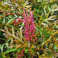 Grevillea Bronze Rambler 140mm