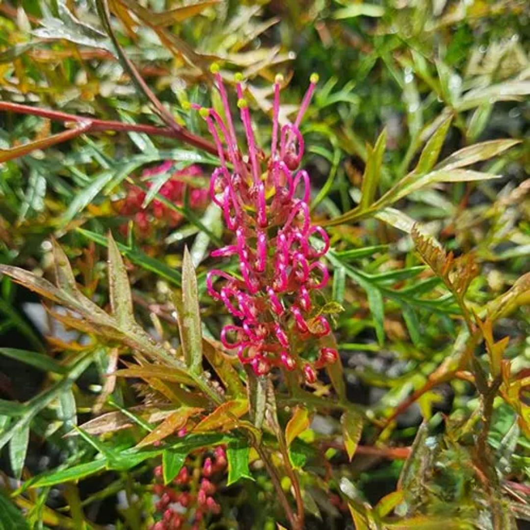 Grevillea Bronze Rambler 140mm