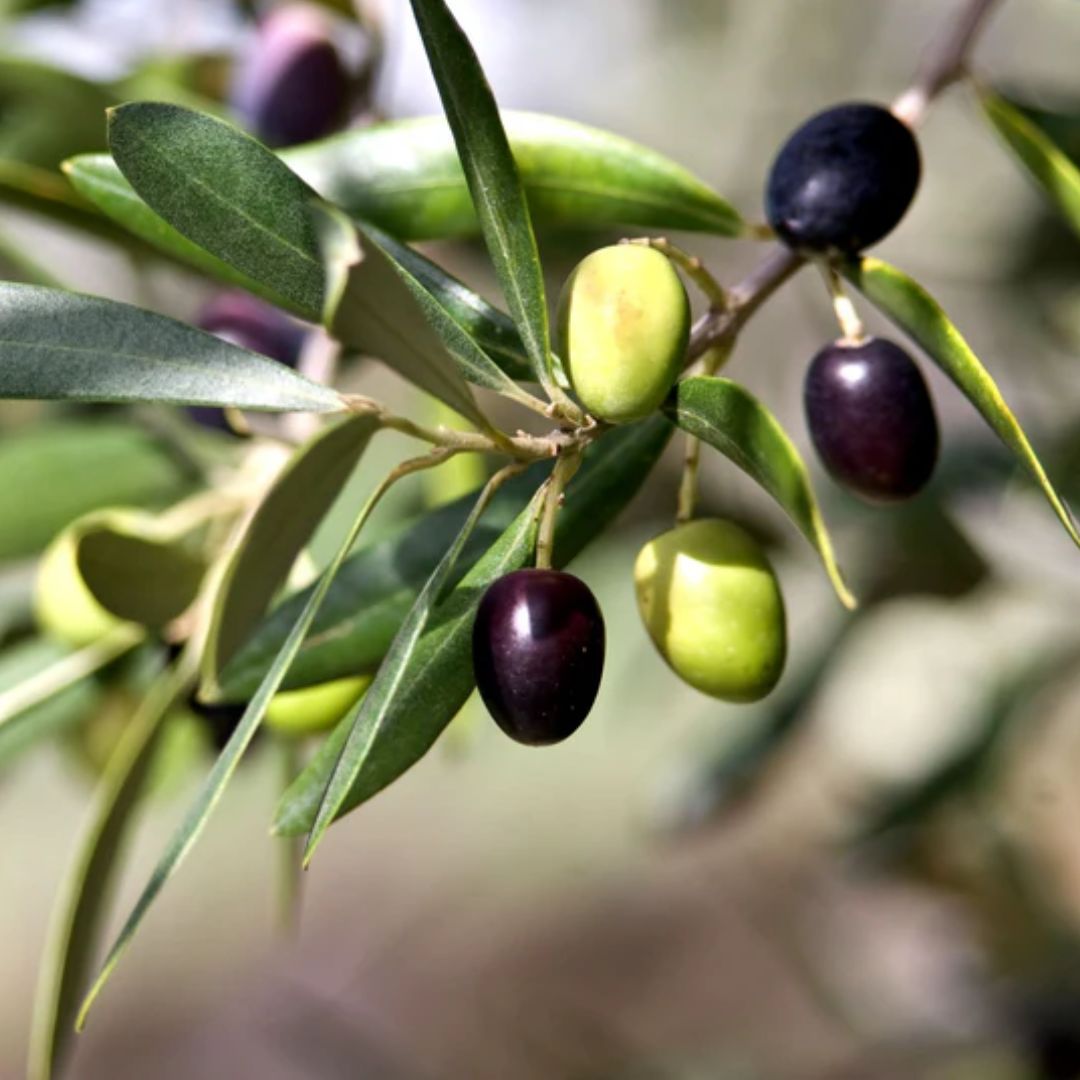 Olive Manzanillo 140mm