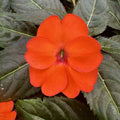 Sun Impatiens Electric Orange 140mm